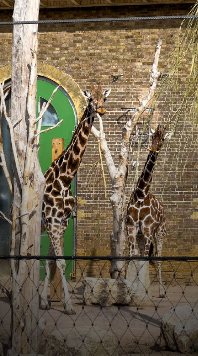 Zoological Society of London